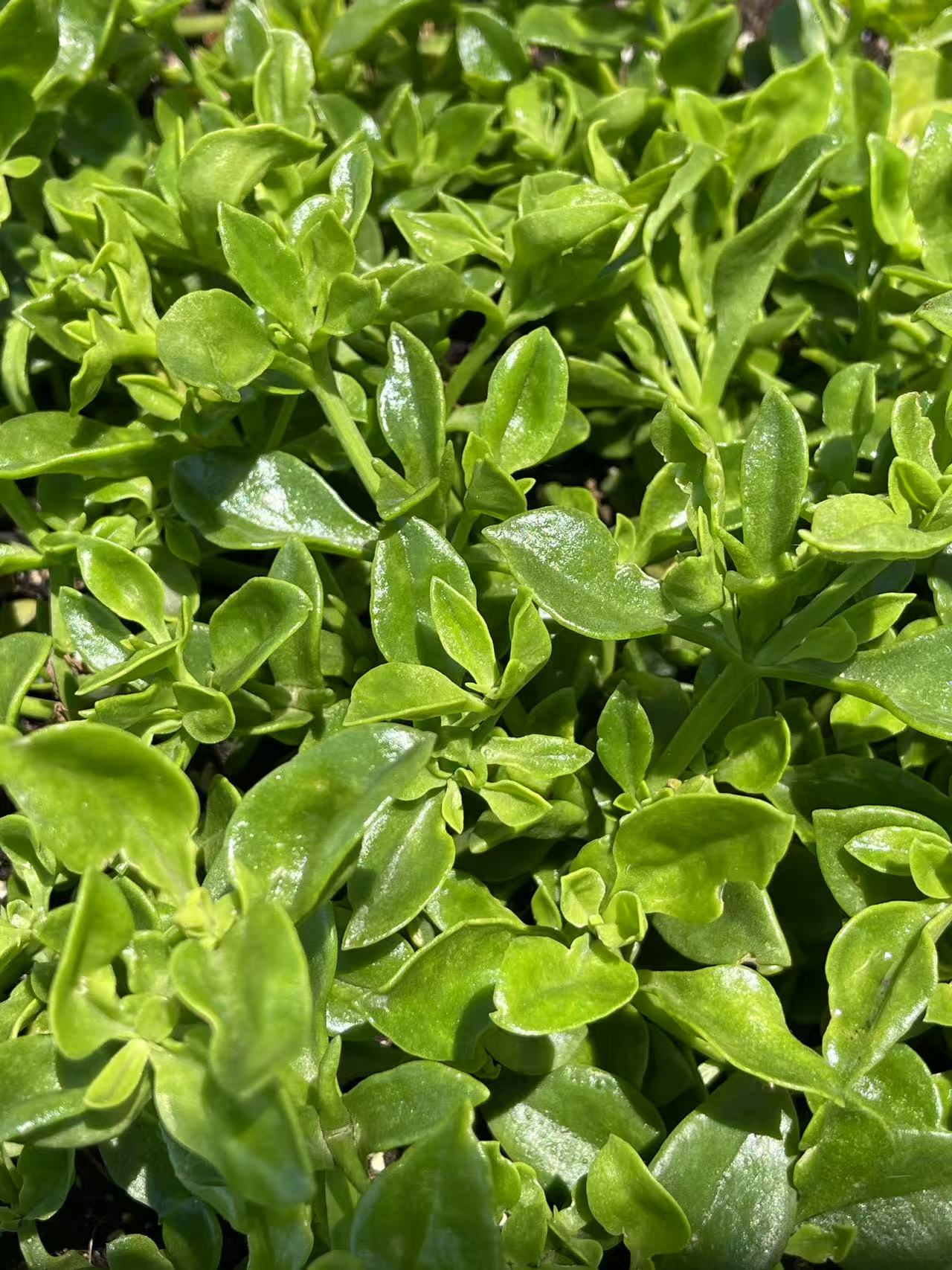 Red Apple Plant/Aptenia cordifolia
