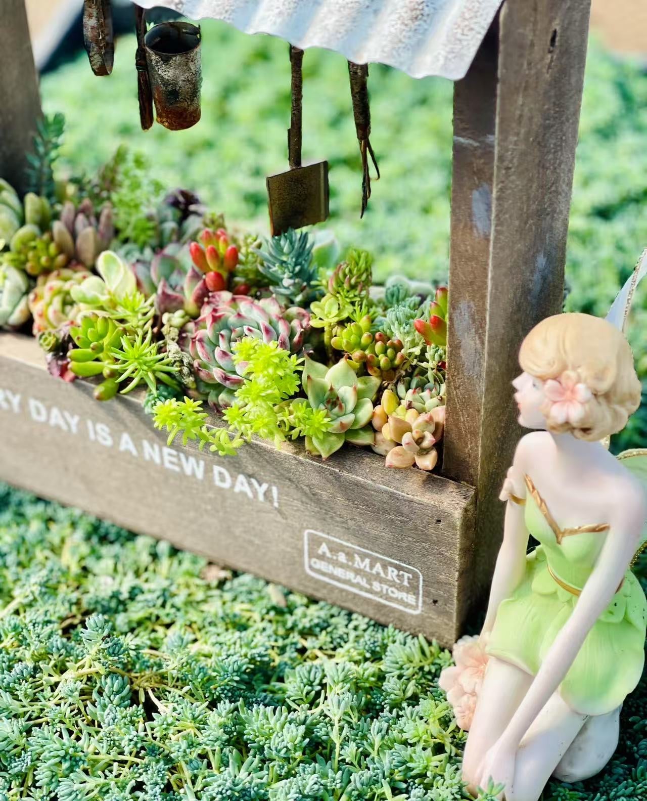Bonsai Garden Succulents