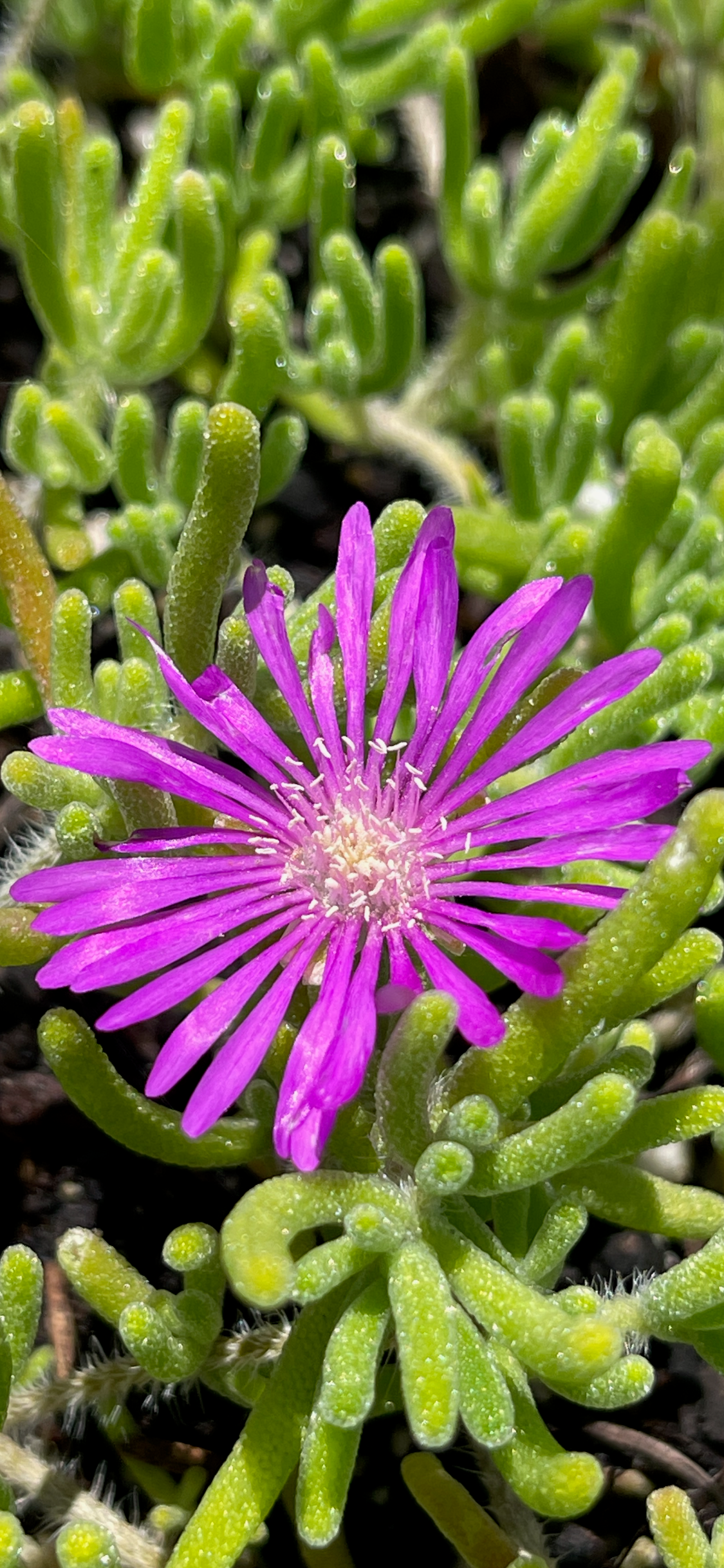 Pink Ice Plant/Delosperma cooperi