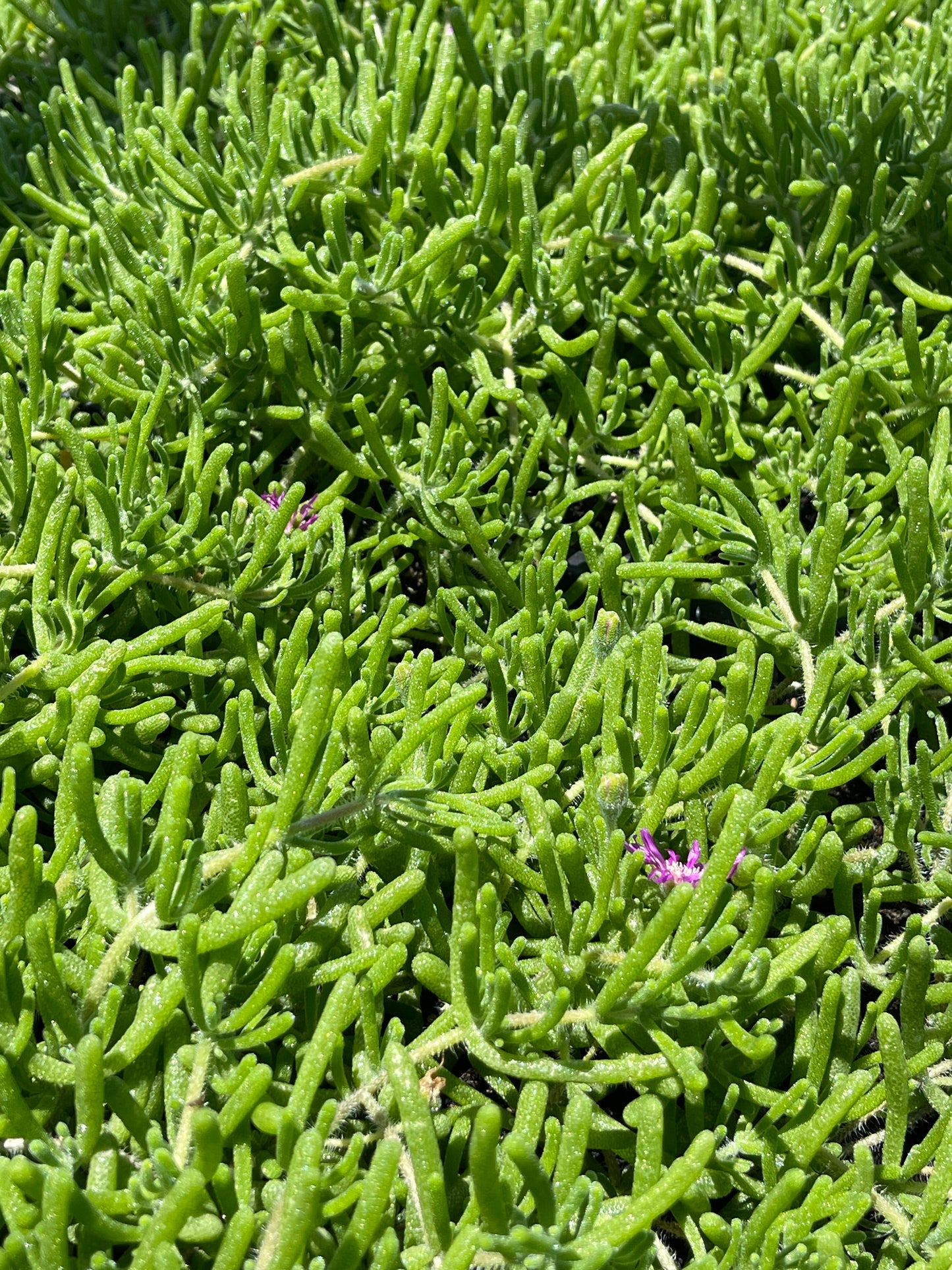 Pink Ice Plant/Delosperma cooperi