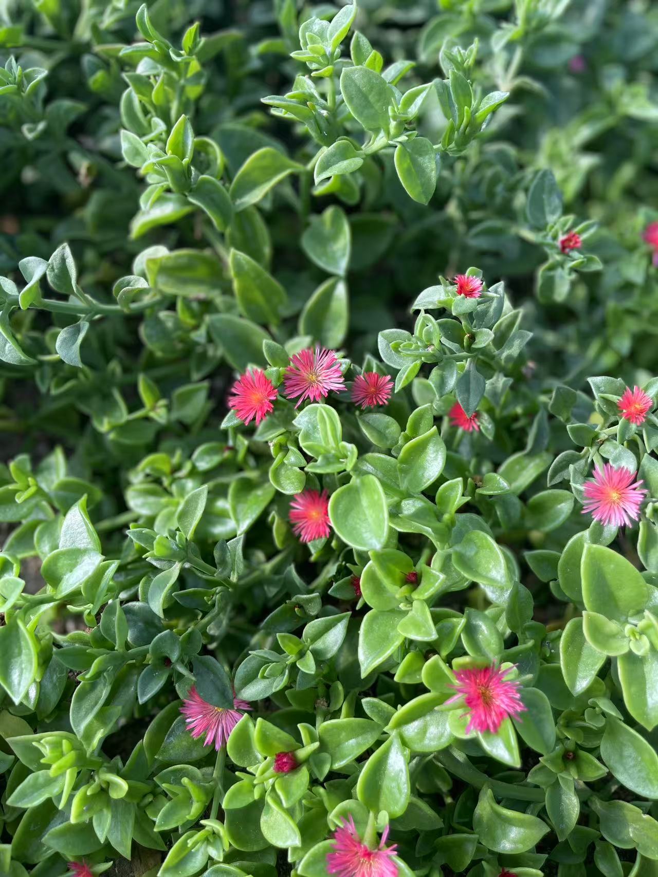 Red Apple Plant/Aptenia cordifolia