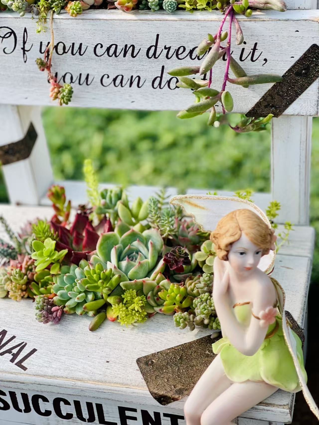 Bonsai Garden Succulents