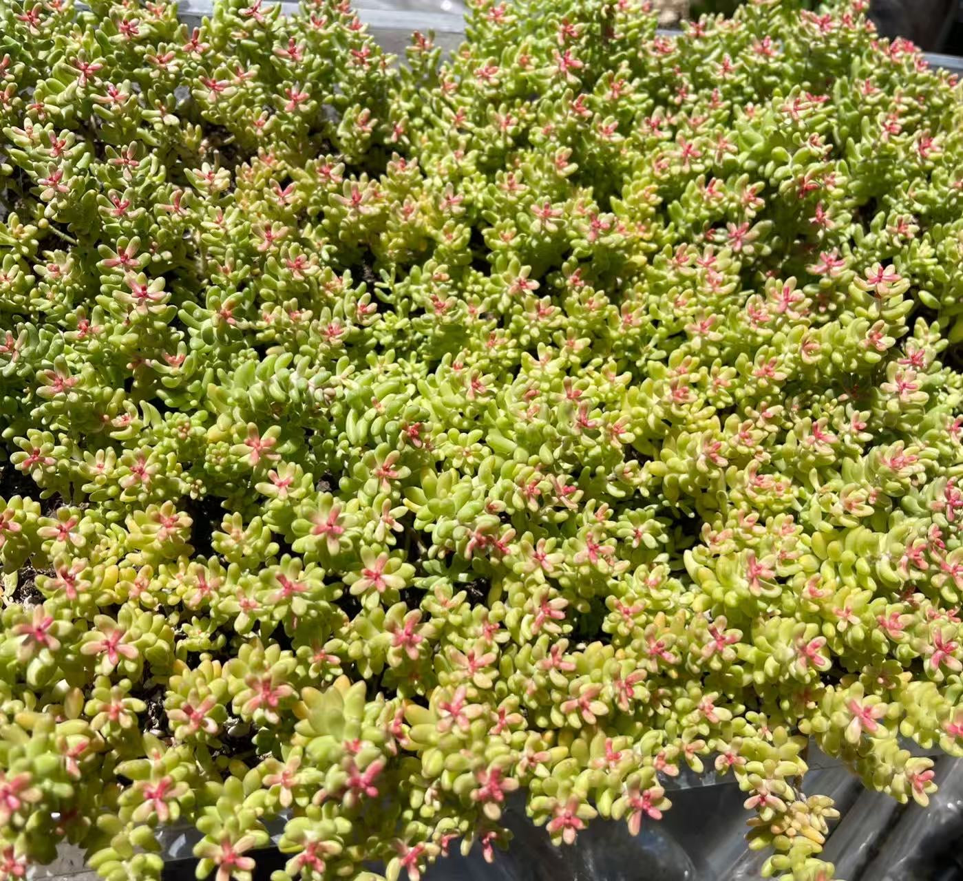 Coral Carpet/sedum album
