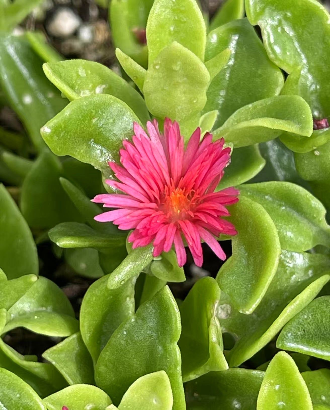 Red Apple Plant/Aptenia cordifolia