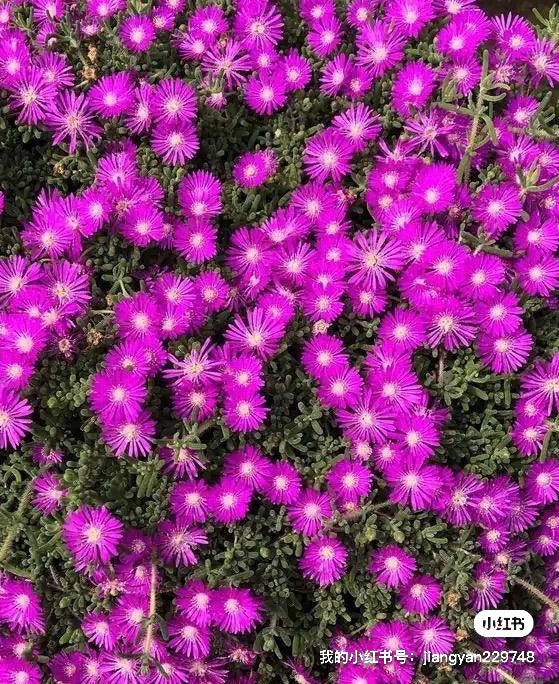Pink Ice Plant/Delosperma cooperi