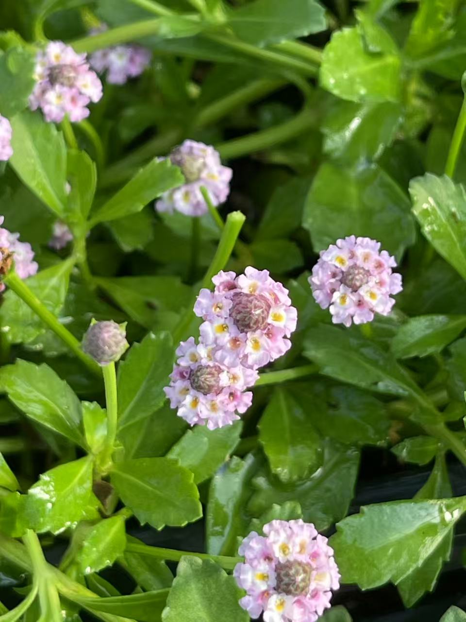 Lippia/Phyla canescens