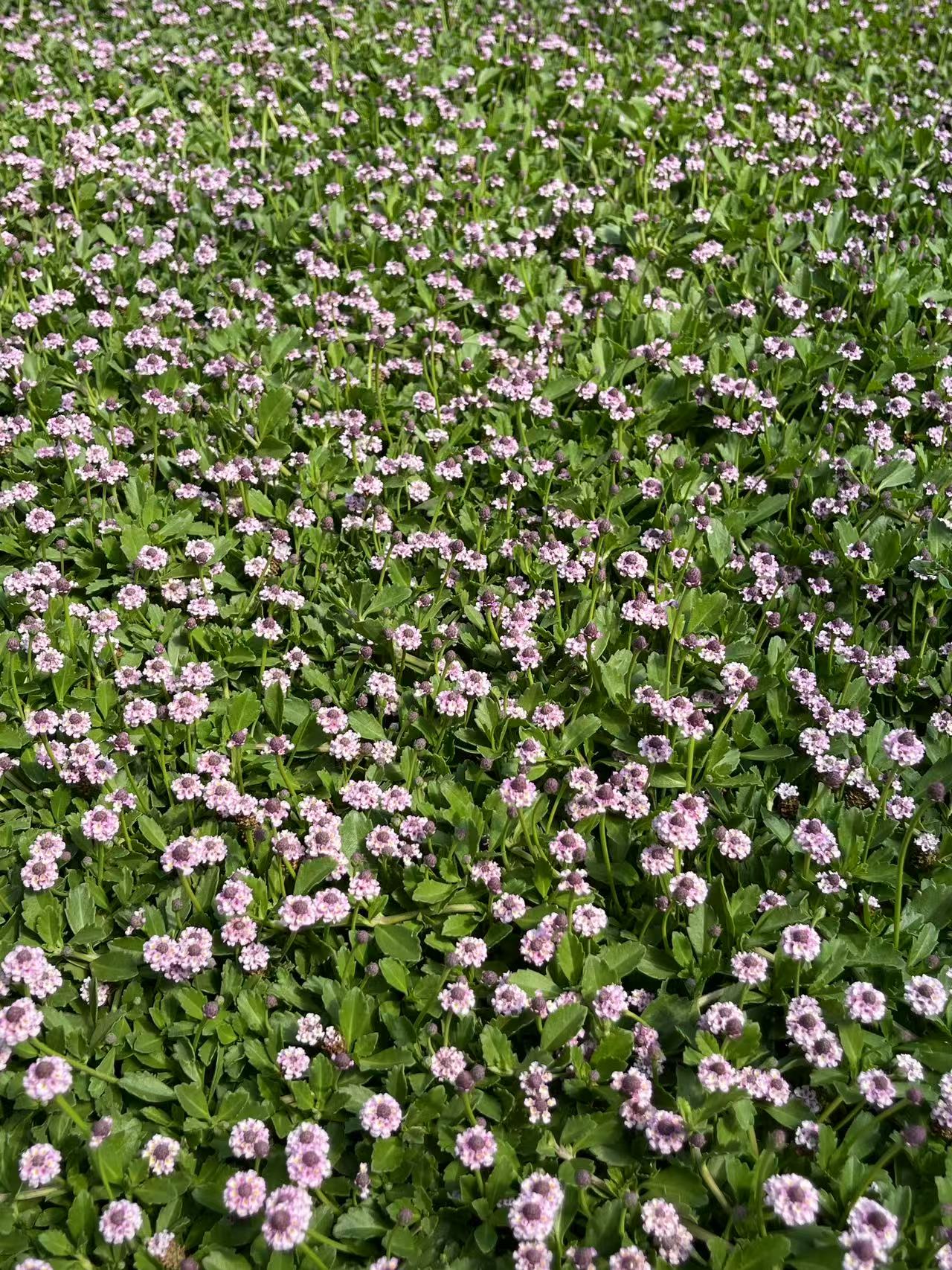 Lippia/Phyla canescens
